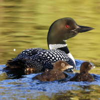 Common Loon Gifts & Novelties